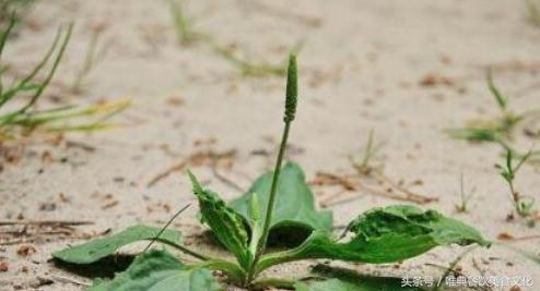 西安唯典小吃培训教您做野菜（十六）大玻璃草