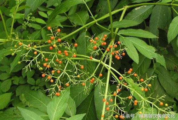 西安唯典小吃培训教您做野菜（二）马鞭梢