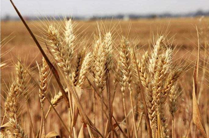 为什么小麦不能直接做饭吃，要磨成粉再做成馒头吃？